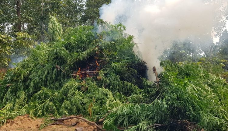 ୧୪୮ ଏକର ଗଞ୍ଜେଇ ଚାଷ ନଷ୍ଟ