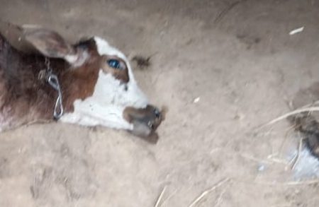ବାଘ ଆତଙ୍କ ଥମୁନି, ବାଛୁରୀକୁ ମାରି ଖାଇଲା